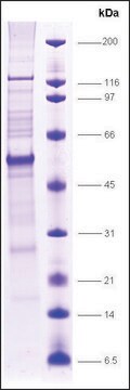 PPAR, &#946; human recombinant, expressed in E. coli, &#8805;70% (SDS-PAGE)