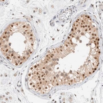 Anti-ZNF683 antibody produced in rabbit Prestige Antibodies&#174; Powered by Atlas Antibodies, affinity isolated antibody, buffered aqueous glycerol solution