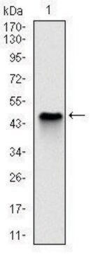 Monoclonal Anti-NQO1 antibody produced in mouse clone 1A11, ascites fluid