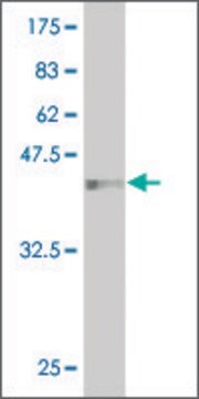 Monoclonal Anti-HEMK2 antibody produced in mouse clone 1C4, purified immunoglobulin, buffered aqueous solution