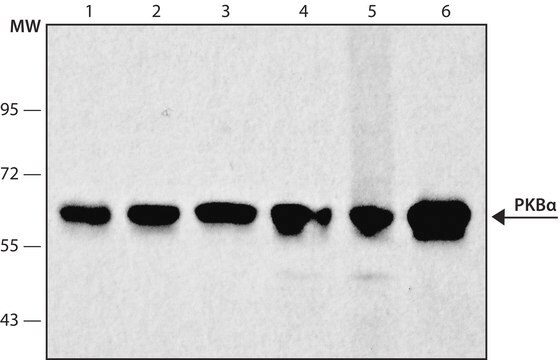 Monoclonal Anti-Protein Kinase&#160;B&#945; antibody produced in mouse clone PKB-175, ascites fluid