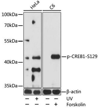 Anti-Phospho-CREB1-S129 antibody produced in rabbit