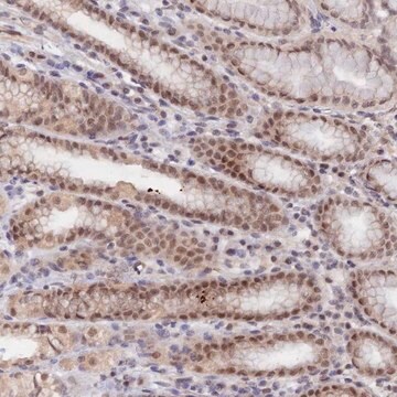 Anti-ANAPC4 antibody produced in rabbit Prestige Antibodies&#174; Powered by Atlas Antibodies, affinity isolated antibody, buffered aqueous glycerol solution