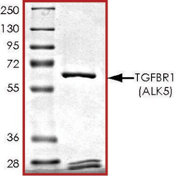 TGF&#946;R1 (80-end), active, GST tagged human PRECISIO&#174; Kinase, recombinant, expressed in baculovirus infected Sf9 cells, &#8805;70% (SDS-PAGE), buffered aqueous glycerol solution