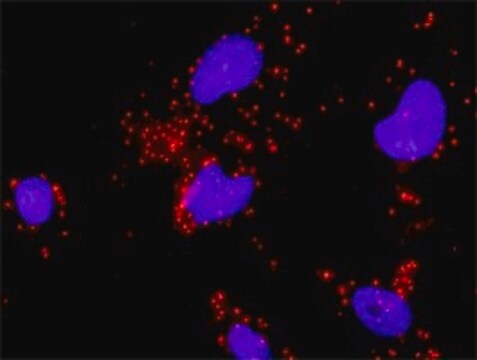 Monoclonal Anti-HIF1A, (C-terminal) antibody produced in mouse clone 1D4, purified immunoglobulin, buffered aqueous solution