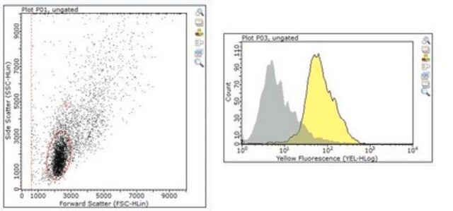 Anticorpo antirreceptor de TGF-beta, tipo I from rabbit, purified by affinity chromatography