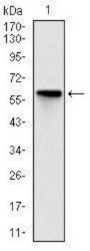 Monoclonal Anti-ROCK1 antibody produced in mouse clone 1H4, purified immunoglobulin, buffered aqueous solution