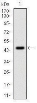 Monoclonal Anti-PPP1CA antibody produced in mouse clone 5E9, ascites fluid