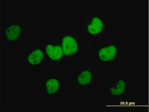 Monoclonal Anti-FKBP5 antibody produced in mouse clone 3D1-1B10, purified immunoglobulin, buffered aqueous solution