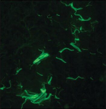 Monoklonaler Anti-Kollagen-Antikörper Typ I in Maus hergestellt clone COL-1, purified from hybridoma cell culture