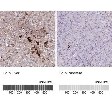 抗F2 ウサギ宿主抗体 Prestige Antibodies&#174; Powered by Atlas Antibodies, affinity isolated antibody, buffered aqueous glycerol solution