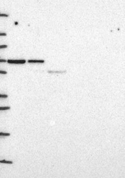 Anti-SYNCRIP antibody produced in rabbit Prestige Antibodies&#174; Powered by Atlas Antibodies, affinity isolated antibody, buffered aqueous glycerol solution