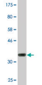 モノクローナル抗CIDEC抗体 マウス宿主抗体 clone 2E2, purified immunoglobulin, buffered aqueous solution