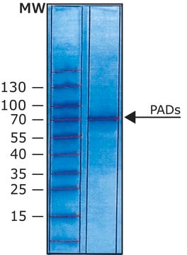 4型肽基精氨酸脱亚胺酶 human recombinant, expressed in E. coli, aqueous solution