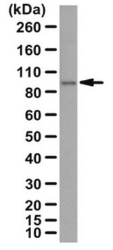 Przeciwciało anty-PLK-4 from rabbit