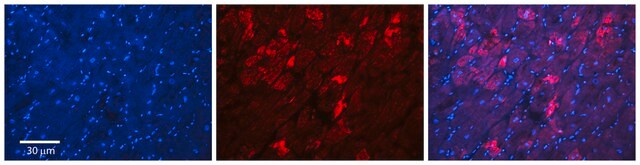 Anti-MFN2 antibody produced in rabbit affinity isolated antibody