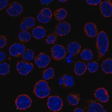 Anti-TNFAIP3 antibody produced in rabbit Prestige Antibodies&#174; Powered by Atlas Antibodies, affinity isolated antibody