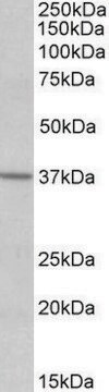 Anti-S1PR2 antibody produced in goat affinity isolated antibody, buffered aqueous solution