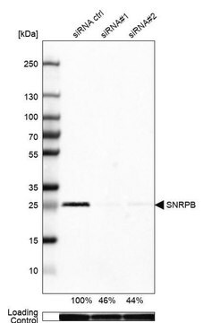 抗SNRPB抗体 ウサギ宿主抗体 Prestige Antibodies&#174; Powered by Atlas Antibodies, affinity isolated antibody, buffered aqueous glycerol solution