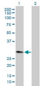 Anti-HPGD antibody produced in rabbit purified immunoglobulin, buffered aqueous solution