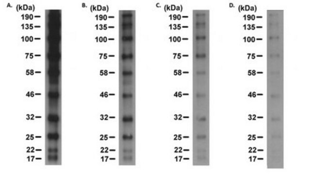 Anti-RAINBOW Antibody, HRP conjugated from mouse, peroxidase conjugate