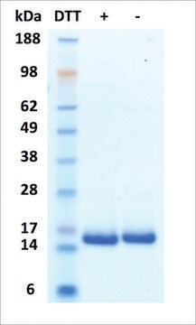 IL-2 human recombinant, expressed in HEK 293 cells, &#8805;95% (SDS-PAGE)