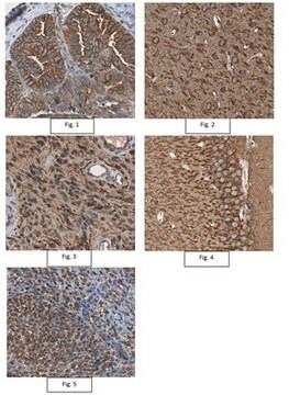 Anti-LILRB2 Antibody from rabbit, purified by affinity chromatography