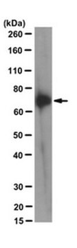 Anti-Kindlin-3 Antibody, clone 181A clone 181A, from rat