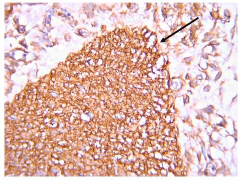 Anti-Wnt3A Antibody Upstate&#174;, from rabbit