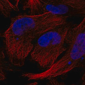 Anti-GEMIN5 antibody produced in rabbit Prestige Antibodies&#174; Powered by Atlas Antibodies, affinity isolated antibody