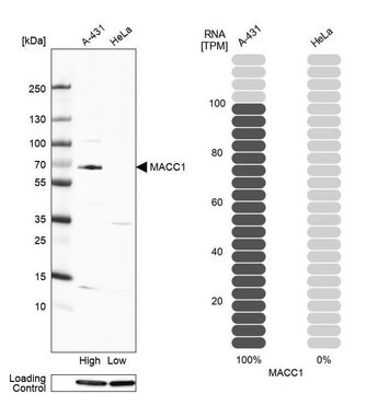 Anti-MACC1 antibody produced in rabbit Prestige Antibodies&#174; Powered by Atlas Antibodies, affinity isolated antibody, buffered aqueous glycerol solution