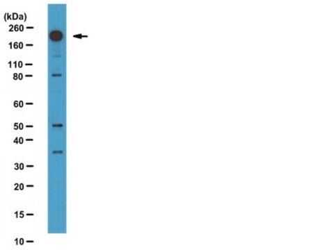 Anti-Phospho-Dnmt1(Ser714) Antibody from rabbit