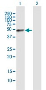 Anti-FMOD antibody produced in mouse purified immunoglobulin, buffered aqueous solution