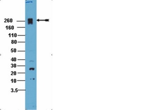 Anticorps anti-PEAK1 from rabbit, purified by affinity chromatography