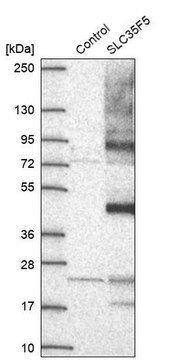 Anti-SLC35F5 antibody produced in rabbit Prestige Antibodies&#174; Powered by Atlas Antibodies, affinity isolated antibody, buffered aqueous glycerol solution