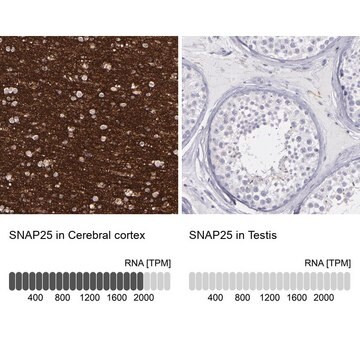 抗-SNAP25 兔抗 Prestige Antibodies&#174; Powered by Atlas Antibodies, affinity isolated antibody, buffered aqueous glycerol solution