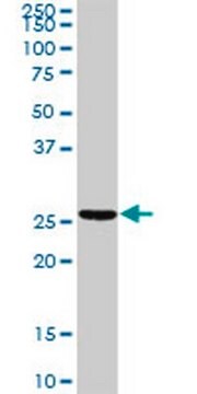 Anti-TNNI2 Rabbit pAb liquid, Calbiochem&#174;