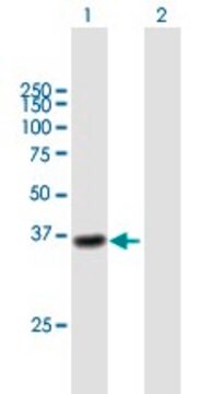 Anti-CTSL1 antibody produced in mouse purified immunoglobulin, buffered aqueous solution