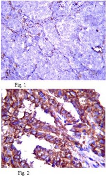 Anti-Fibrillin-2-Antikörper, Klon&nbsp;48 clone 48, from mouse