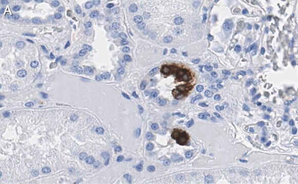 Anti-COX2 Antibody, clone 2B19 ZooMAb&#174; Rabbit Monoclonal recombinant, expressed in HEK 293 cells