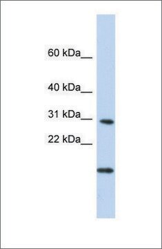 Anti-POLR2K antibody produced in rabbit affinity isolated antibody