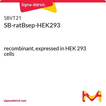 SB-ratBsep-HEK293 recombinant, expressed in HEK 293 cells