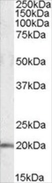 Anti-U2AF1L4 antibody produced in goat affinity isolated antibody, buffered aqueous solution