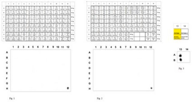 Anticuerpo anti-fosfohistona H2A (Ser129) from rabbit, purified by affinity chromatography