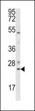 ANTI-RAB7(C-TERMINAL) antibody produced in rabbit affinity isolated antibody, buffered aqueous solution