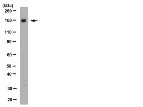 Przeciwciało anty-Na+K+Cl- Cotransporter 2 from rabbit, purified by affinity chromatography