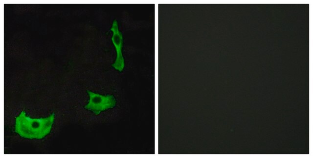 Anti-GPR17 antibody produced in rabbit affinity isolated antibody