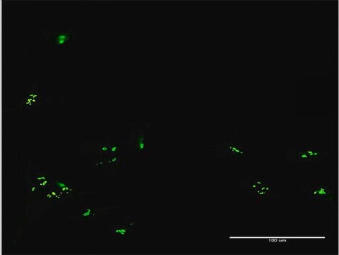 Anti-RBM19 antibody produced in mouse purified immunoglobulin, buffered aqueous solution