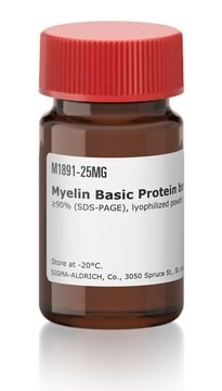 Protéine basique de la myéline bovine &#8805;90% (SDS-PAGE), lyophilized powder, suitable for activity assay