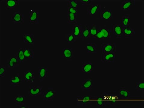 Monoclonal Anti-MCM2 antibody produced in mouse clone 6A8, purified immunoglobulin, buffered aqueous solution